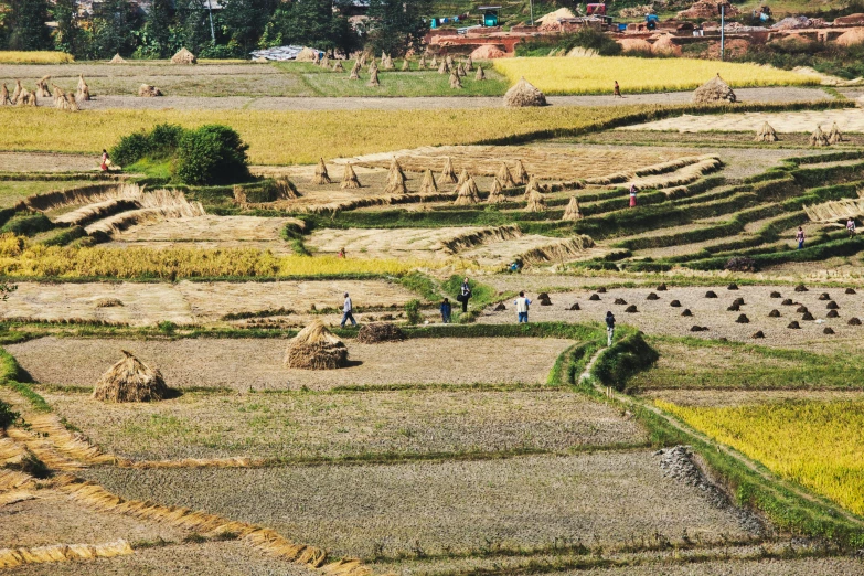 two huge grassy fields with farm animals standing around