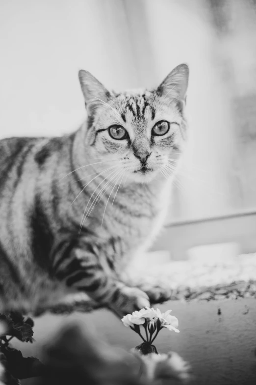 a black and white photo of a cat sitting on a window sill, a black and white photo, unsplash, blooming, on a white table, looking up at camera, marble!! (eos 5ds r