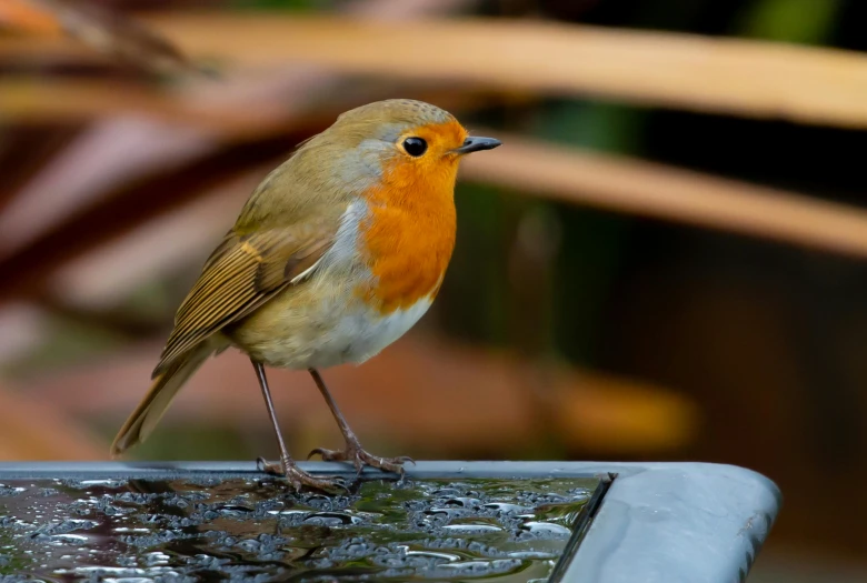 a small bird sitting on top of a bird bath, by John Gibson, pexels contest winner, orange head, exquisite and handsome wings, 🦩🪐🐞👩🏻🦳, robin