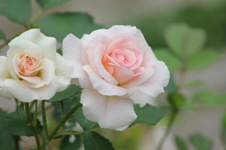 two white roses on a bush with leaves