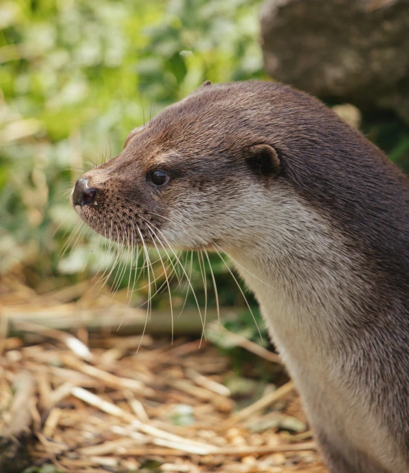 a close up of a small animal near a rock, otter, round jawline, kek, profile shot