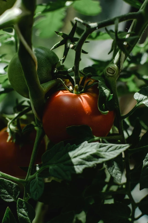 a close up of a bunch of tomatoes on a plant, by Jan Tengnagel, unsplash, multiple stories, premium quality, organics, softly lit