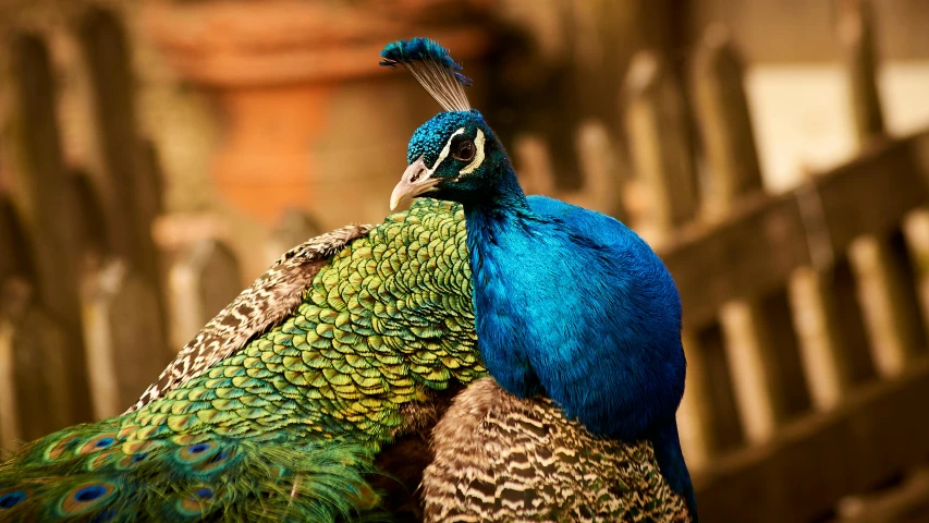 a couple of peacocks standing next to each other, trending on pexels, renaissance, 🦩🪐🐞👩🏻🦳, blue and green, pheasant guard sits on a stump, an intricate