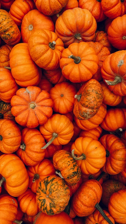 a pile of small orange pumpkins sitting on top of each other, pexels, instagram photo, thumbnail, ap, flatlay