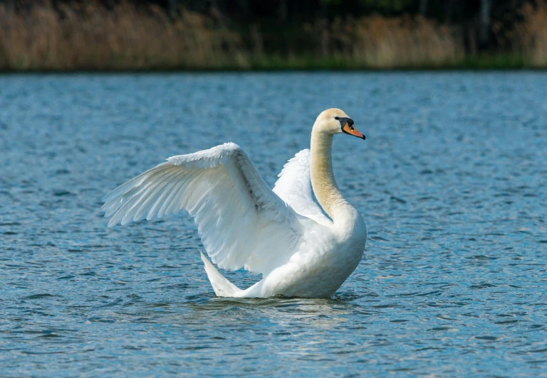 a swan is flapping its wings in the water, by Andries Stock, pexels contest winner, fan favorite, confident stance, 4k serene, large wingspan