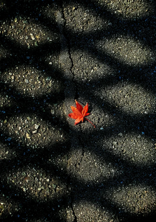 a leaf that is laying on the ground, an album cover, by Yasushi Sugiyama, unsplash, deep shadows, red grid, ignant, 15081959 21121991 01012000 4k