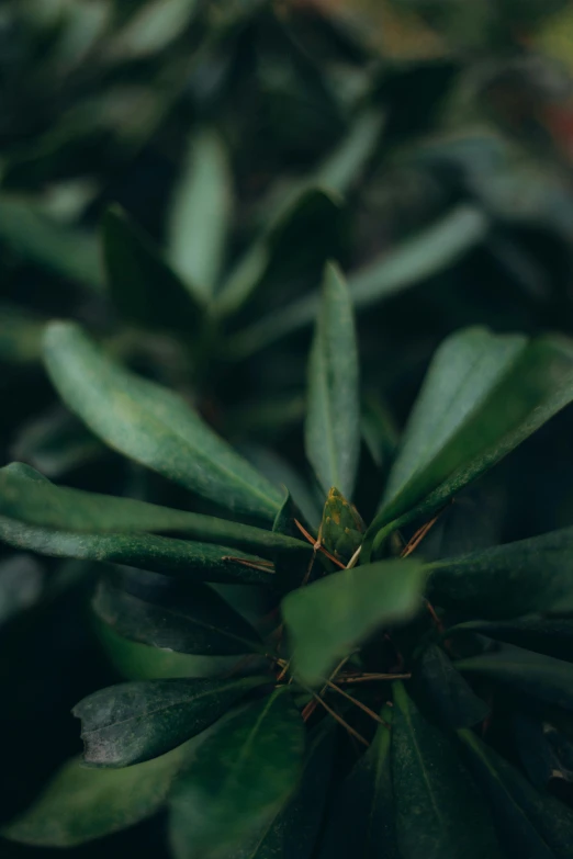 a close up of a plant with green leaves, trending on pexels, hurufiyya, a high angle shot, dimly lit, thin antennae, shrubs