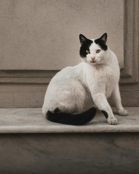 a black and white cat sitting on a ledge, an epic non - binary model, marble white complexion, masterful, stately