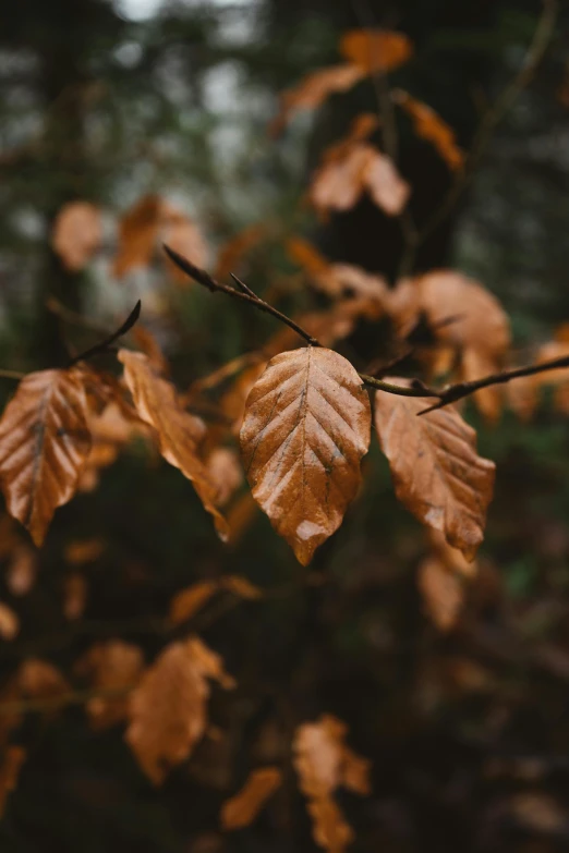 a close up of leaves on a tree branch, an album cover, trending on pexels, tonalism, caramel. rugged, brown clothes, oak trees, unsplash 4k