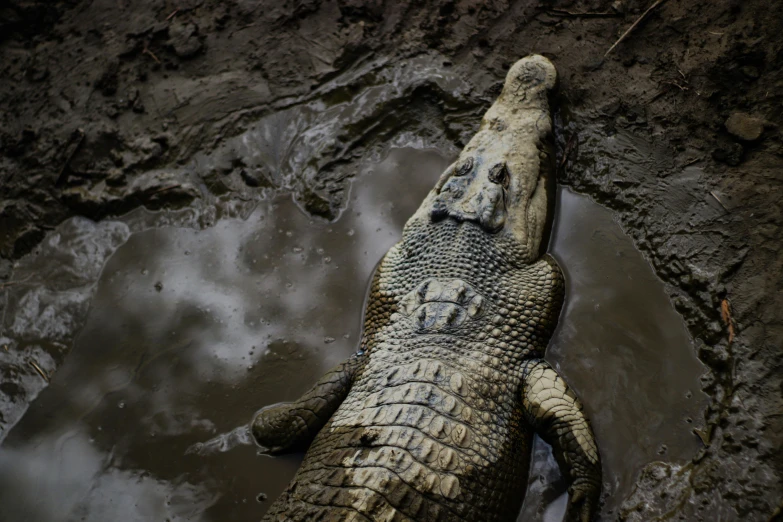 an alligator that is laying down in the mud, an album cover, by Adam Marczyński, pexels contest winner, hurufiyya, slightly dirty face, grey, celebration, 🦩🪐🐞👩🏻🦳