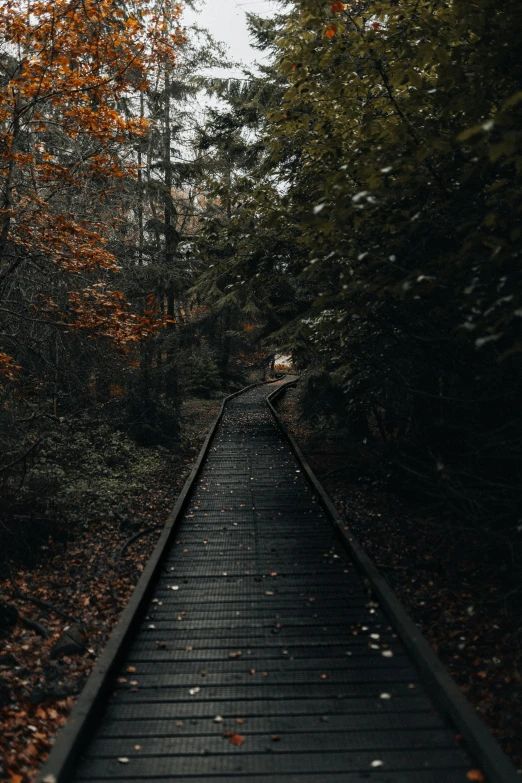 an empty walkway near several trees