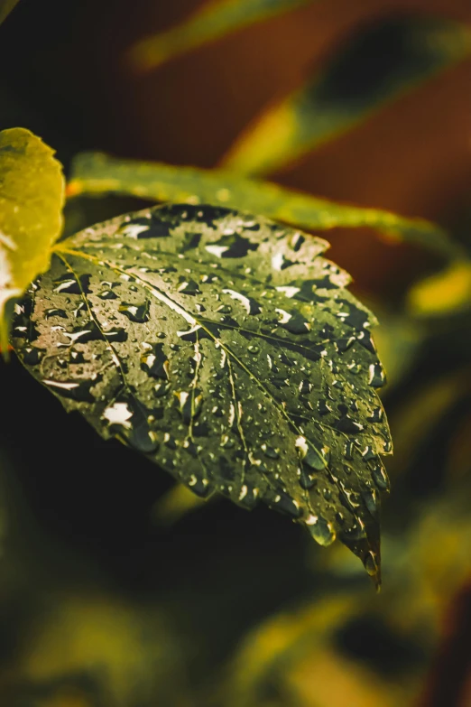 a close up of a leaf with water droplets on it, inspired by Elsa Bleda, unsplash, cinematic still, highly detailed 8k photography, today\'s featured photograph 4k, rain sensor