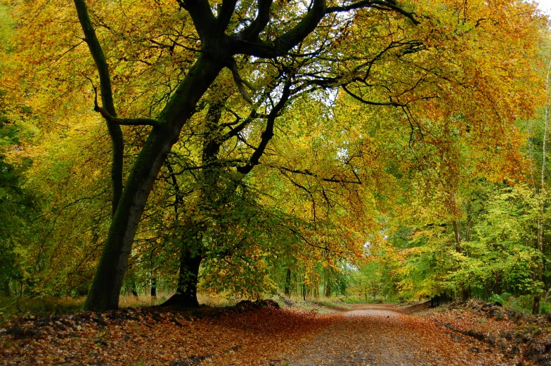 a dirt road in the middle of a forest, inspired by Charlotte Nasmyth, pexels, arts and crafts movement, yellows and reddish black, oak, canopy, throw