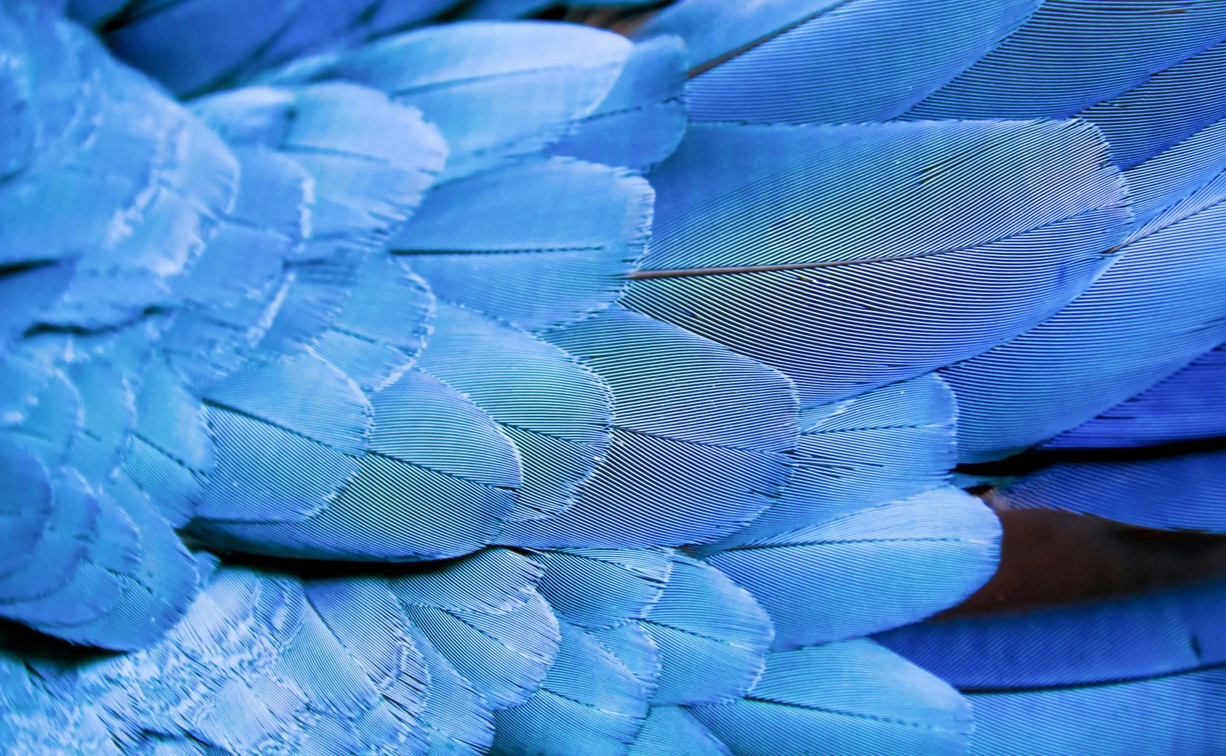 a close up of a blue bird's feathers, by Gwen Barnard, pexels contest winner, hurufiyya, devi wings, synthetic bio skin, ai biodiversity, four wings