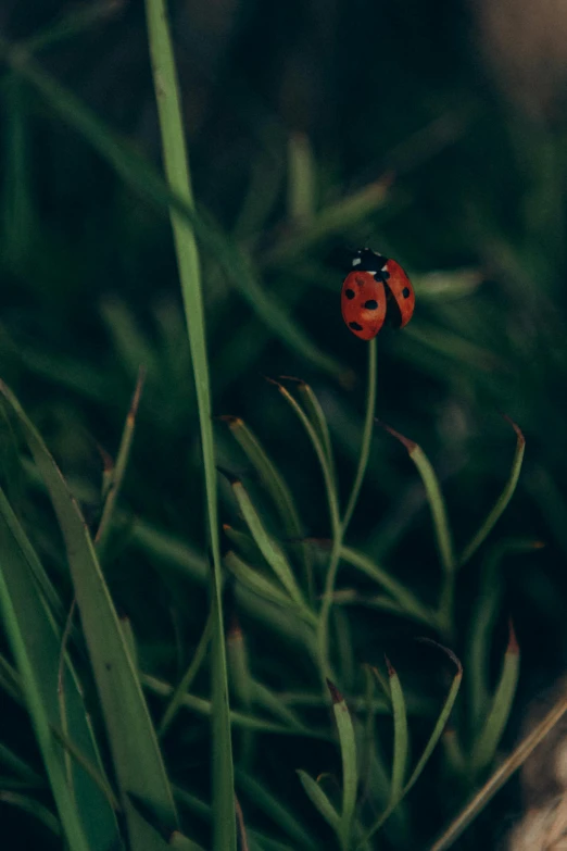 a ladybug sitting on top of a green plant, by Elsa Bleda, unsplash, renaissance, grainy quality, multiple stories, [ cinematic, small