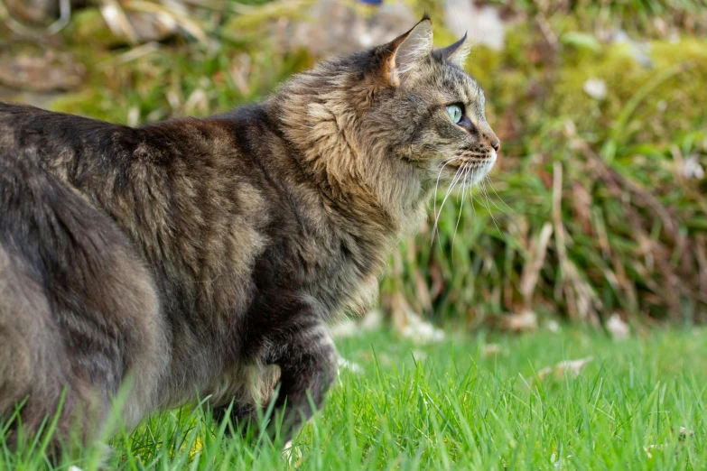 a cat walking across a lush green field, unsplash, renaissance, serious looking mainecoon cat, getty images, high quality picture, aged 2 5
