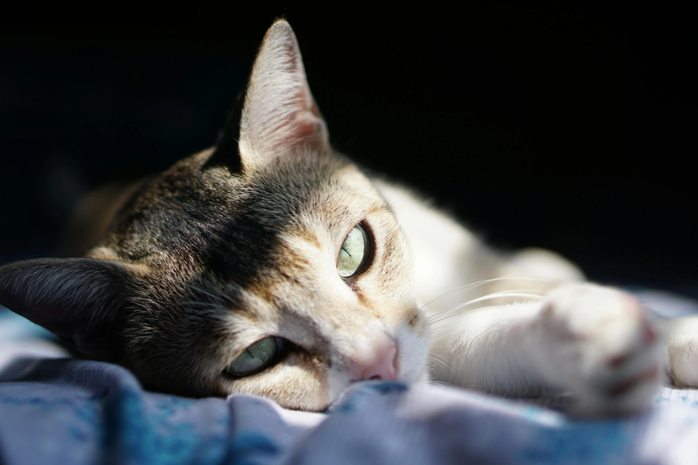 a close up of a cat laying on a bed, by Julia Pishtar, unsplash, dappled sunlight, instagram photo, calico, glowing