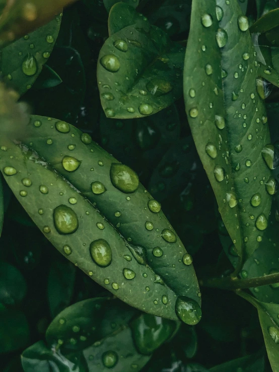 green leaves with water droplets on them, by Adam Marczyński, trending on unsplash, renaissance, 🐿🍸🍋, avatar image, official screenshot, 🍸🍋