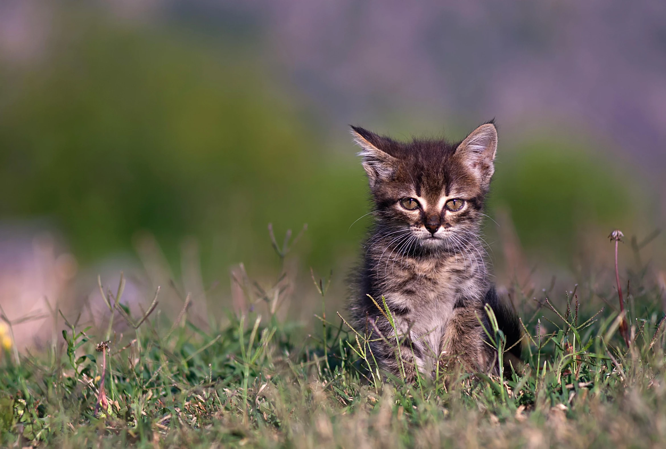 a small kitten sitting on top of a lush green field, frowning, highly realistic photograph, 2019 trending photo, getty images