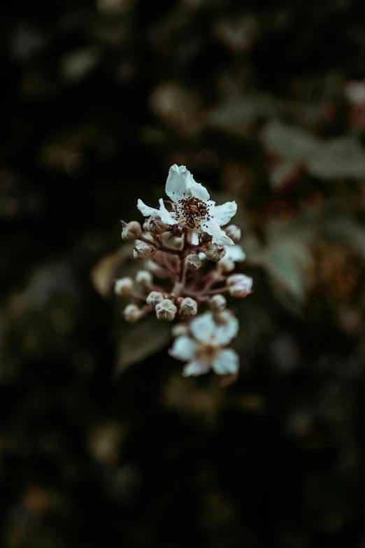 a white flower sitting on top of a leaf covered ground, a macro photograph, inspired by Elsa Bleda, unsplash, gloomy earthy colors, tall, flowers and trees, background image