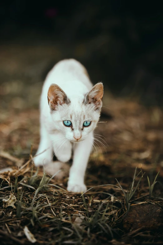 a white cat with blue eyes walking on the ground, an album cover, pexels contest winner, trending on 5 0 0 px, wide eyed, slightly pixelated, soft but grumpy