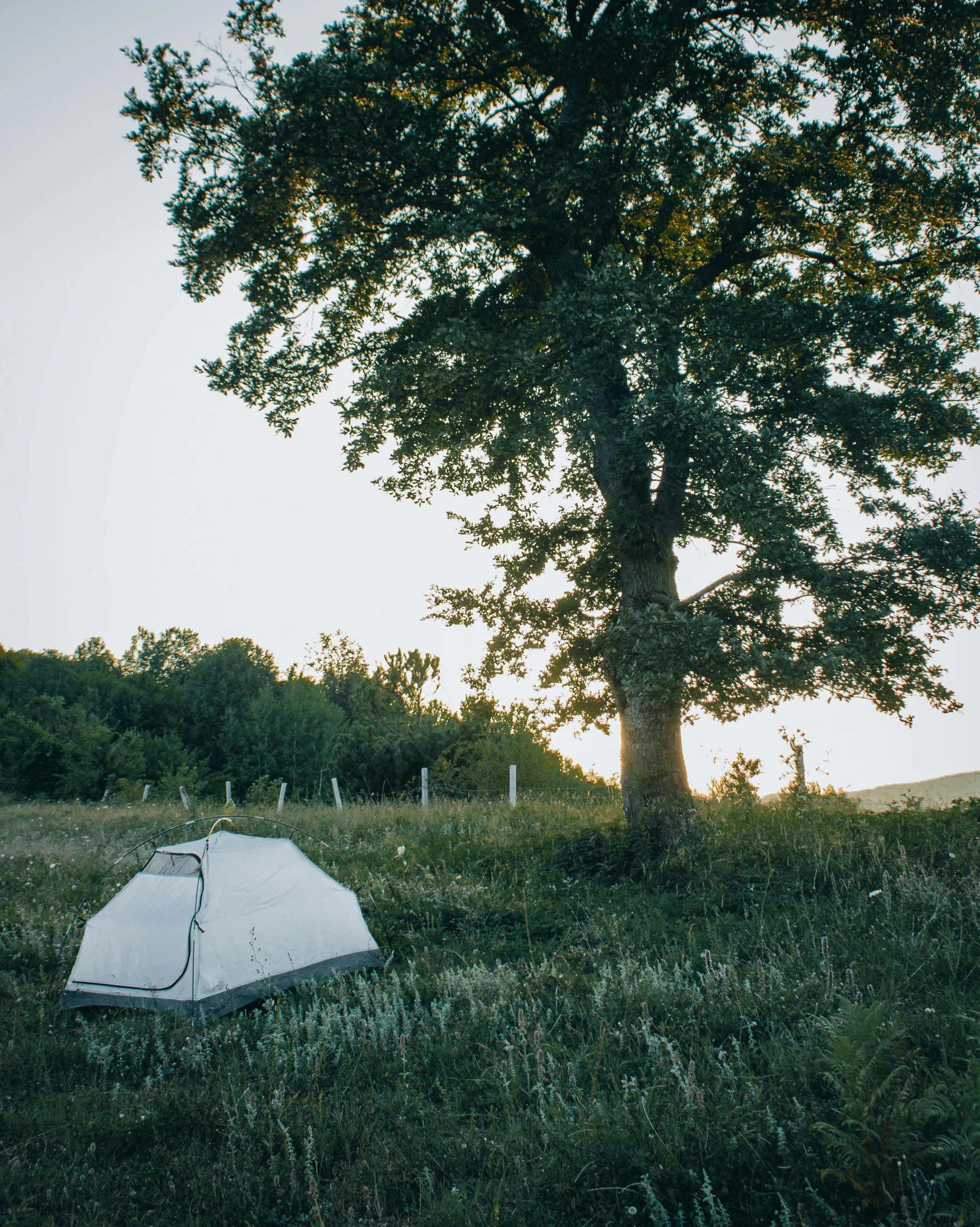 a tent pitched up in a field next to a tree, by Jessie Algie, unsplash contest winner, small bed not made, gray, exterior, summer evening