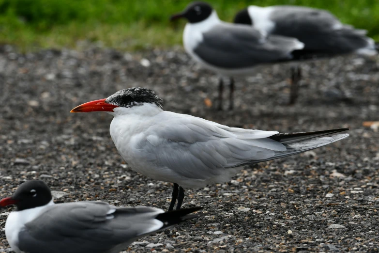 three black, grey, and white birds standing on some gravel