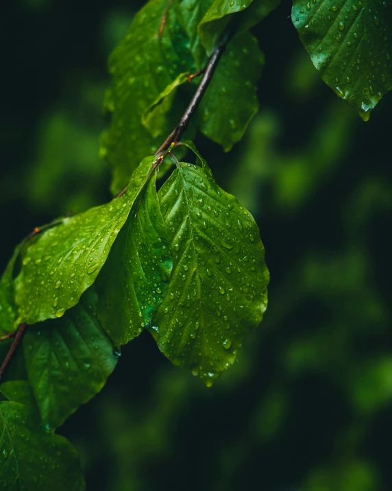 a close up of a leaf with water droplets on it, an album cover, inspired by Elsa Bleda, trending on pexels, hurufiyya, green trees, thumbnail, branches, 8k octan photo