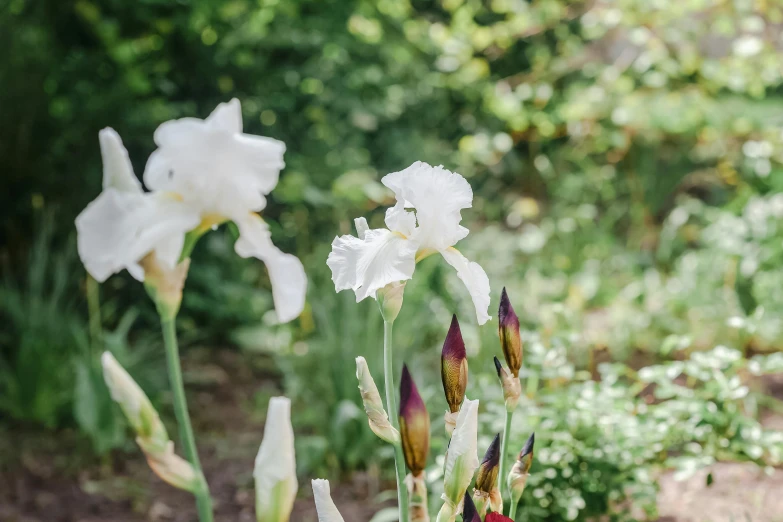 a group of white flowers in a garden, by Phyllis Ginger, unsplash, arts and crafts movement, iris compiet, mystical kew gardens, sunny day time, jen atkin