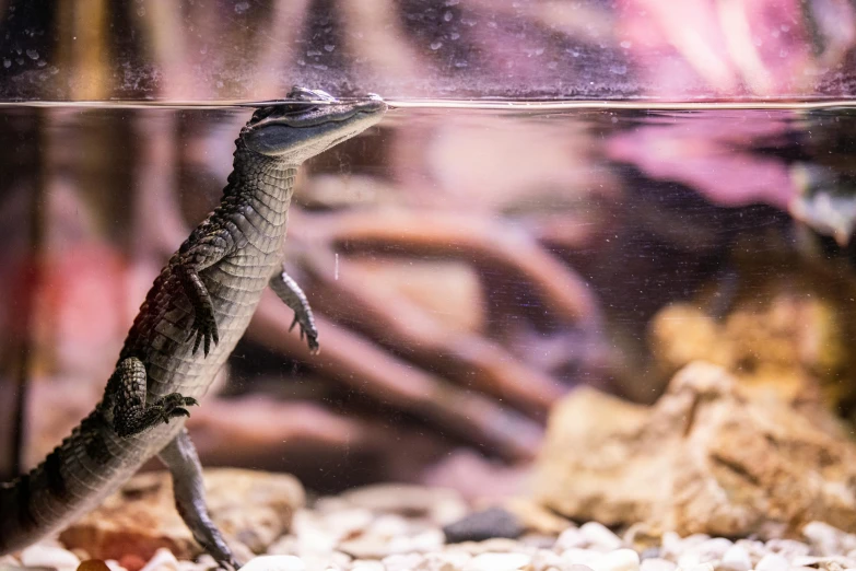 a close up of a small lizard in a tank, an album cover, pexels contest winner, sumatraism, river otter dragon, full body profile, australian, emerging from the water