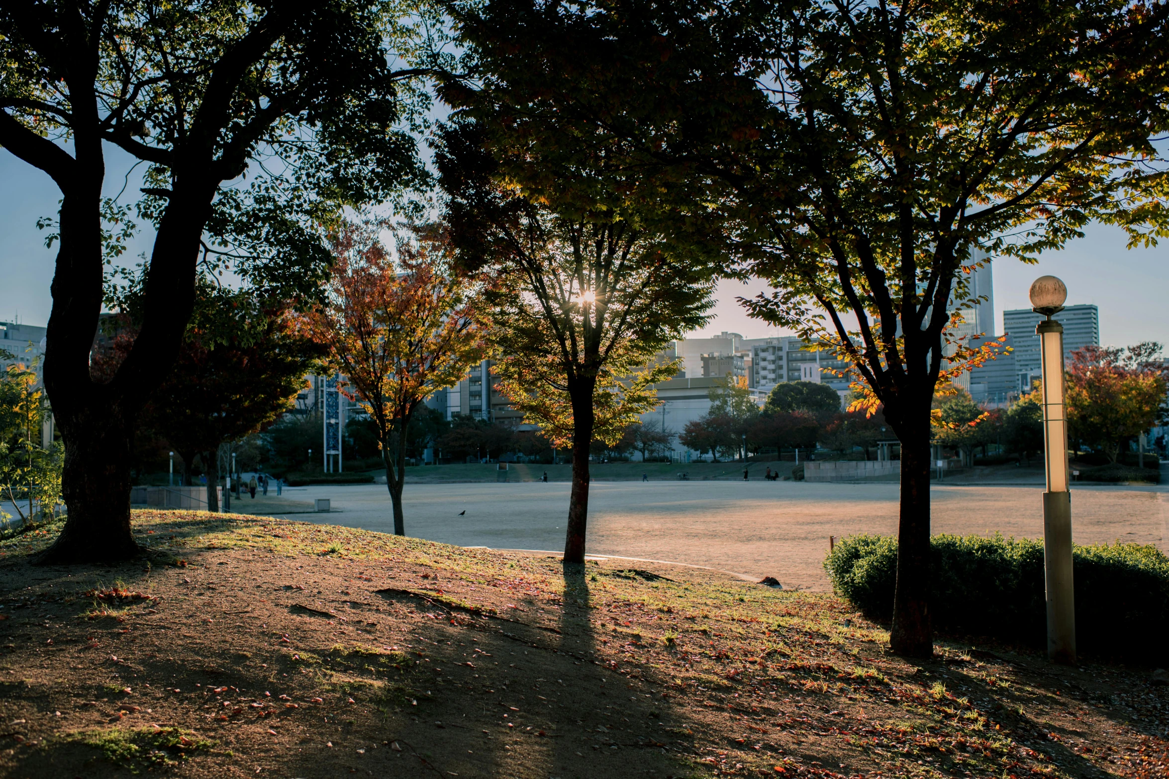 a red fire hydrant sitting in the middle of a park, a picture, inspired by Kim Eung-hwan, unsplash contest winner, shin hanga, autumn sunrise warm light, view from a distance, shot on sony a 7 iii, varied trees in the back