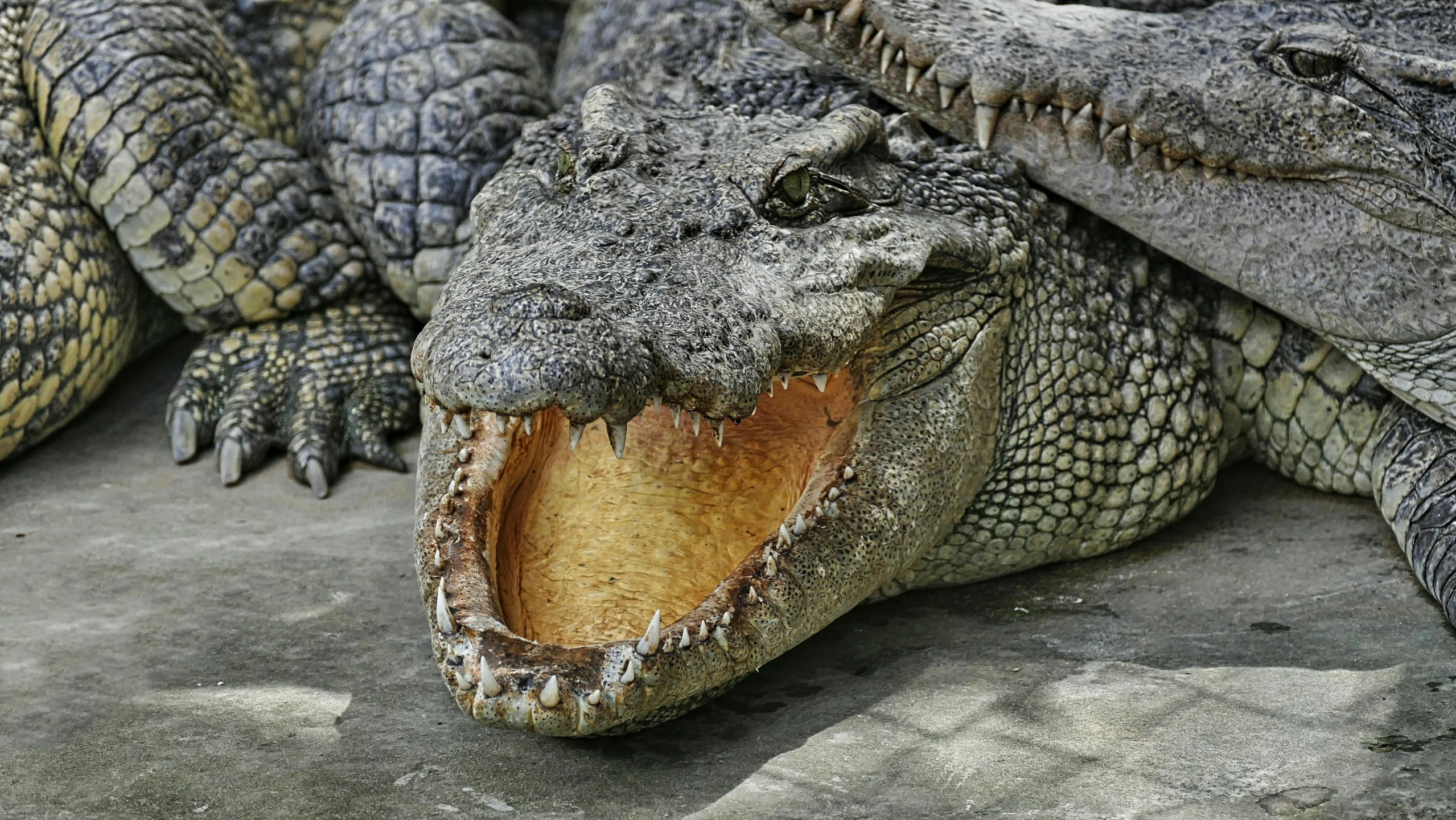 a couple of alligators laying next to each other, by Adam Marczyński, pexels contest winner, photorealism, massive teeth, grey, reptil, 🦩🪐🐞👩🏻🦳