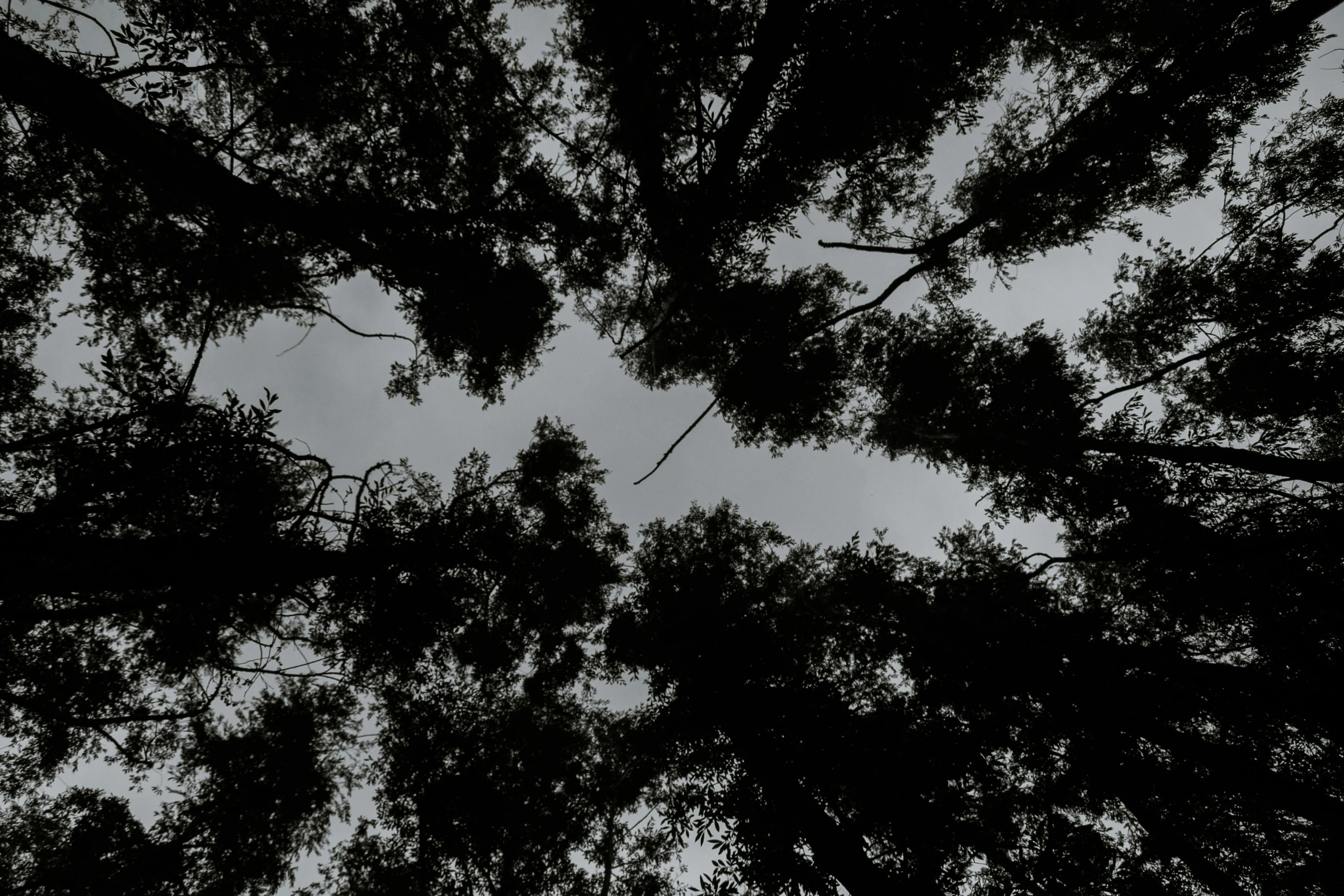 silhouette of treetops against grey sky with clouds