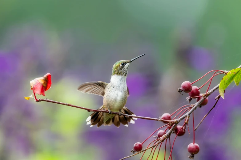 a hummingbird perches on a branch with berries, pexels contest winner, arabesque, bali, fine art print, panels, high - resolution