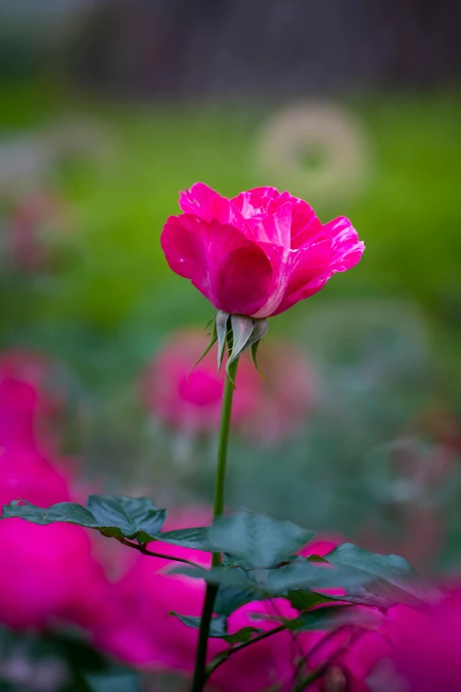 pink flowered plant with green leaves and purple flowers