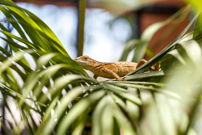 a lizard sitting on top of a green plant, chest covered with palm leaves, hiding in the rooftops, amanda lilleston, professionally taken