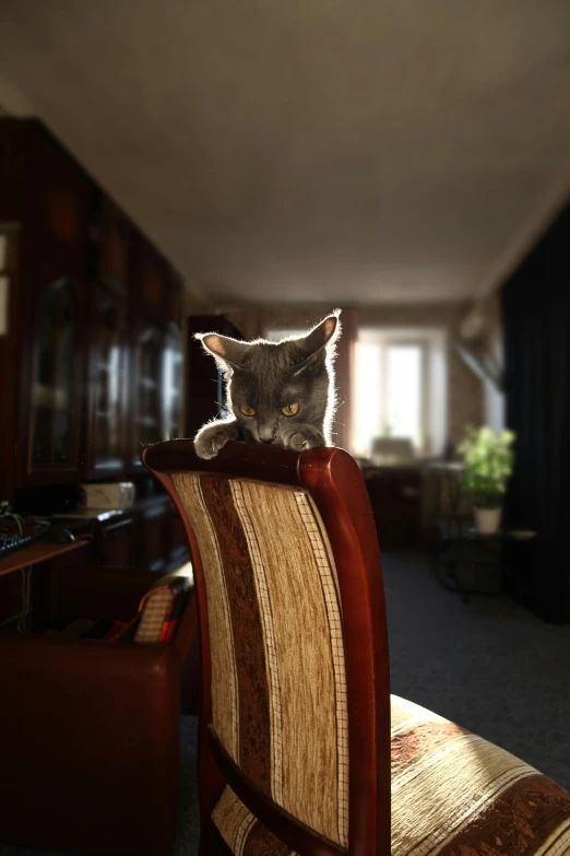 a cat sitting on top of a chair in a room, photographed for reuters, hyperdetailed, nika maisuradze, librarian