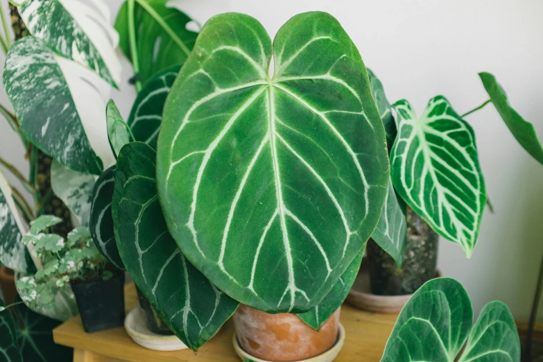 a couple of potted plants sitting on top of a wooden table, big leaves foliage and stems, epicanthal fold, marton gyula kiss ( kimagu ), veins popping out