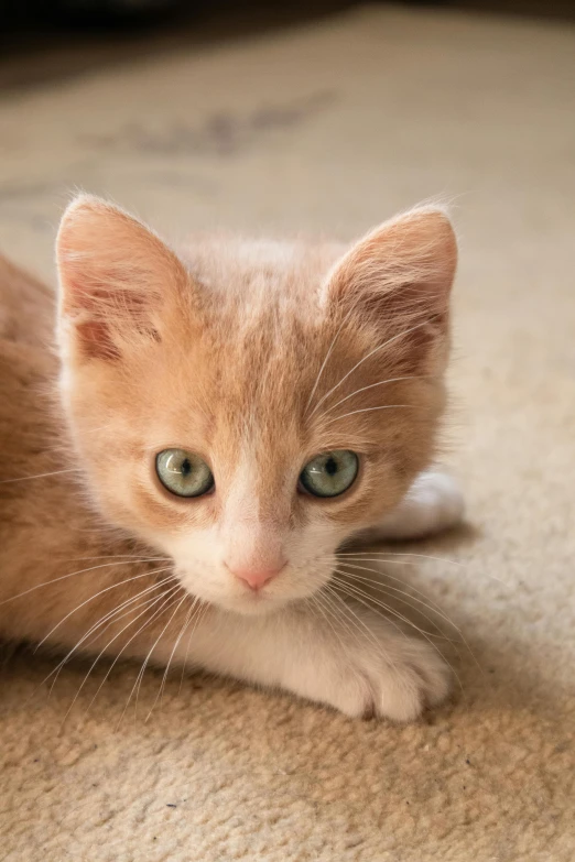 a cat that is laying down on the floor, by Brian Thomas, cute kitten, medium close-up shot, soft vinyl, staring you down