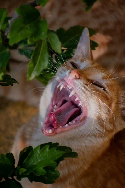 a close up of a cat with its mouth open, a picture, by Jan Tengnagel, shutterstock, plant predator, screaming in pain, in a tree, avatar image