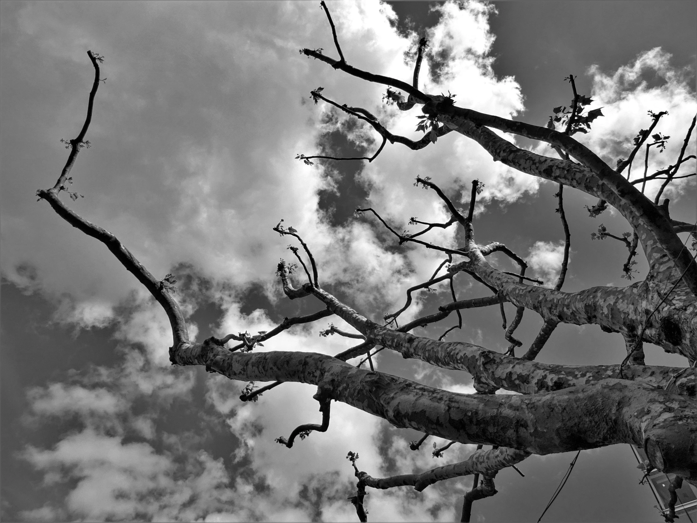 a black and white photo of a tree, a black and white photo, inspired by Peter Basch, conceptual art, sky!!!, dragon in the sky, toxic clouds, with branches! reaching the sky