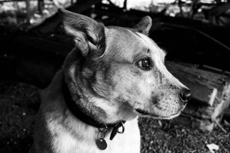 a black and white photo of a dog, a black and white photo, wearing collar, (((rusty))), pointy ears, backlit ears