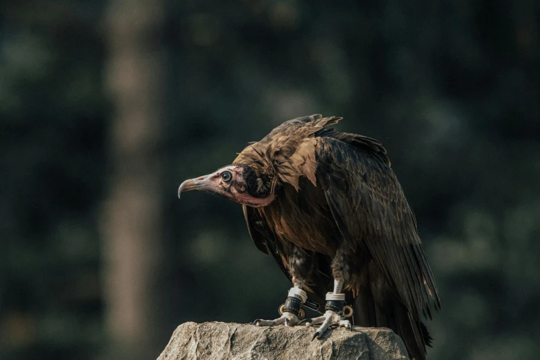 a large bird sitting on top of a tree stump, pexels contest winner, hurufiyya, male emaciated, with claws, on a rock, cinematic”