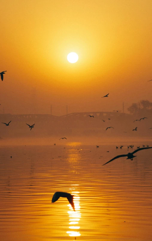 a flock of birds flying over a body of water, by Sudip Roy, sunny amber morning light, cairo, misty