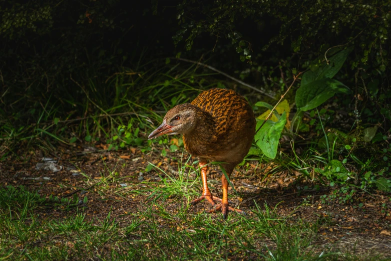 a brown bird standing on top of a lush green field, te pae, on a dark background, birds are all over the ground, color ( sony a 7 r iv