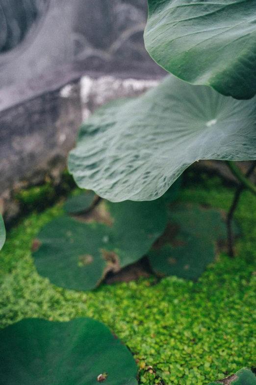 a pink flower sitting on top of a green plant, a picture, inspired by Elsa Bleda, unsplash, lily pads, archways made of lush greenery, a high angle shot, grey