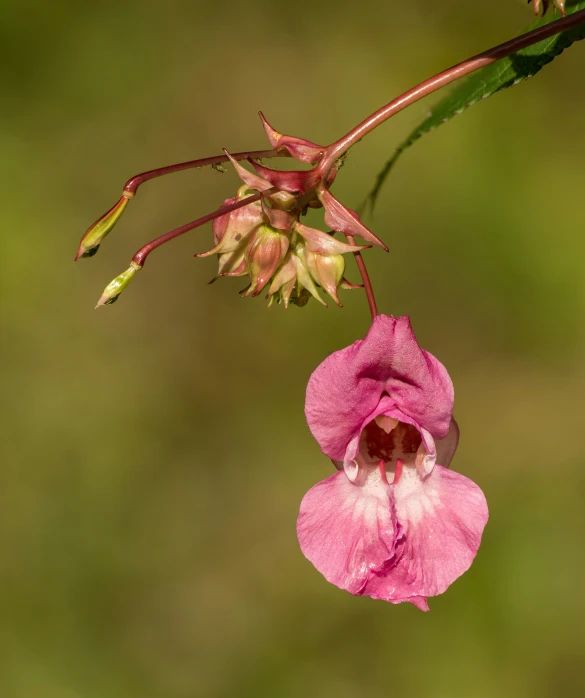 a close up of a pink flower on a branch, a macro photograph, by Robert Brackman, unsplash, lobelia, hanging upside down, high quality photo, tall thin