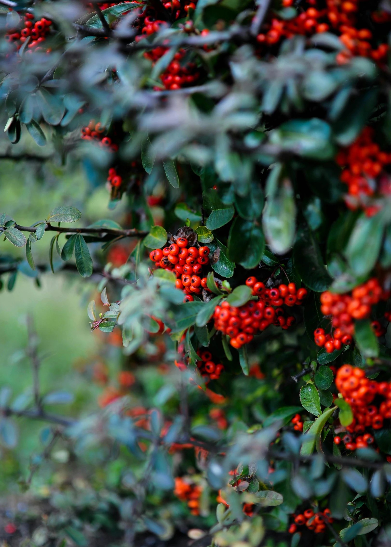 berries growing on a bush with leaves and grass in the background