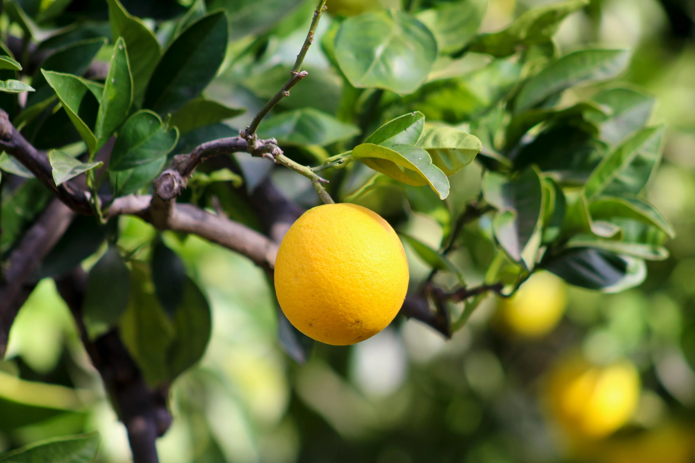 a close up of a lemon on a tree, by Julian Hatton, pexels, orange plants, smooth in the background, where a large