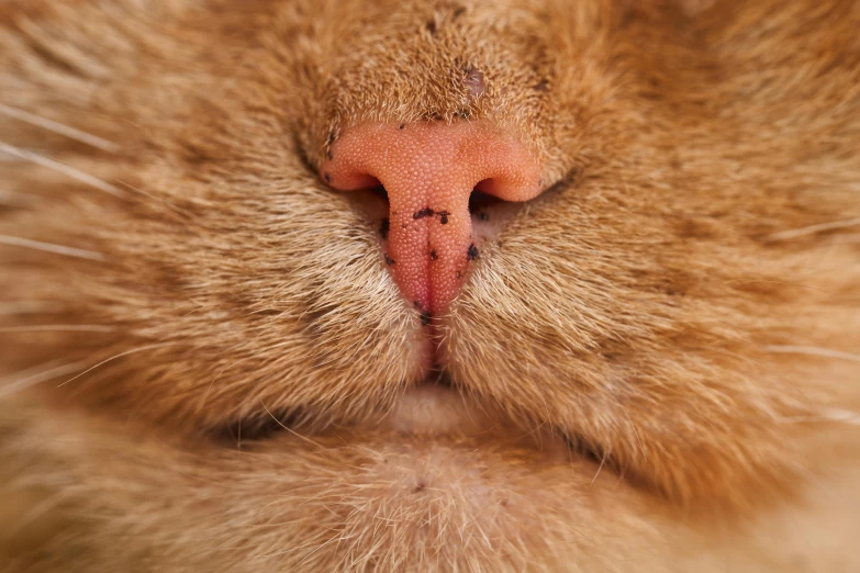 a close up of a cat's nose and nose, a macro photograph, by Daniel Lieske, pexels contest winner, cinnamon skin color, square nose, full body close-up shot, pink nose